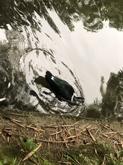 Cairina moschata domestica