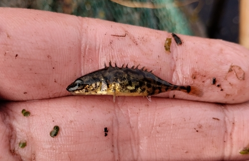 Aral stickleback (Pungitius platygaster) — Gasterosteidae — 2