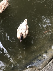 Anas platyrhynchos domesticus