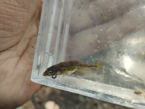 Aral stickleback (Pungitius platygaster) — Gasterosteidae — 3