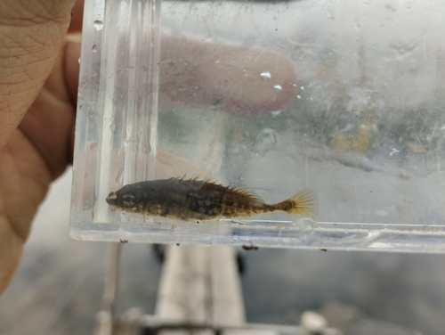 Aral stickleback (Pungitius platygaster) — Gasterosteidae — 4