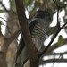 Bazas and Cuckoo-Hawks - Photo (c) Ken Clifton, some rights reserved (CC BY-NC)
