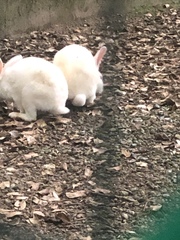 Oryctolagus cuniculus domesticus