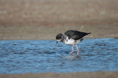 Black Stilt photo 3