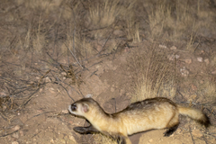 Mustela nigripes