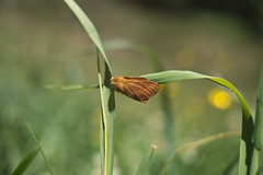 Malacosoma alpicolum