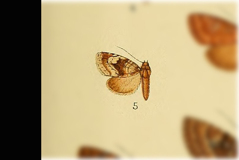 Elaphria lithodia