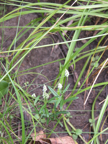 Polygala verticillata iNat (2)