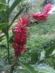 Alpinia purpurata