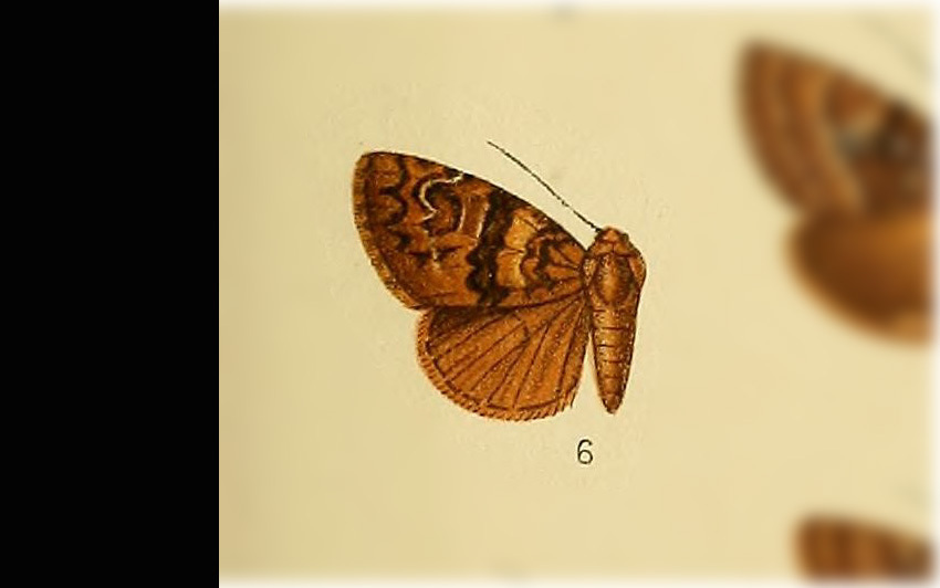 Elaphria thionaris
