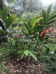 Alpinia purpurata