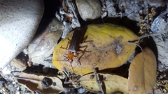 Pacificanthia consors