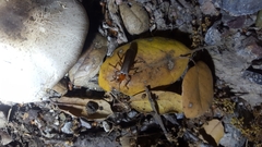 Pacificanthia consors