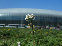 Capsella bursa-pastoris