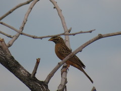 Emberiza capensis