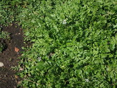 Capsella bursa-pastoris