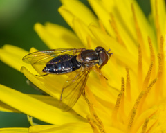 Toxomerus vertebratus