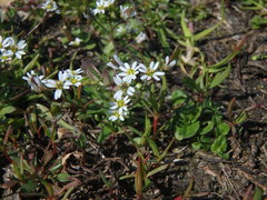 Draba verna