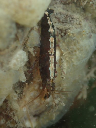 Hooded Shrimp, photo 7 of 10