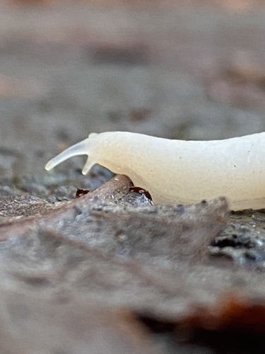 Ghost Slug