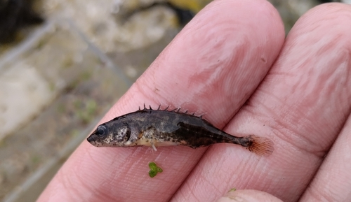 Aral stickleback (Pungitius platygaster) — Gasterosteidae