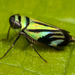 Stirellus bicolor - Photo no rights reserved