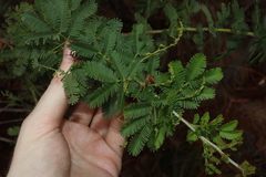 Acacia baileyana