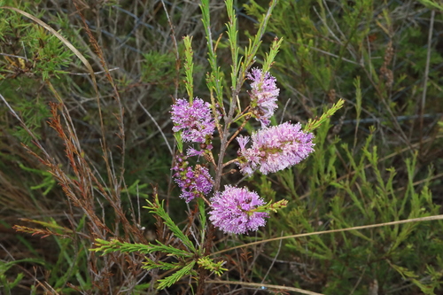 Melaleuca erubescens observed 2023-11-24