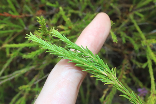 Melaleuca diosmatifolia, photograph 5