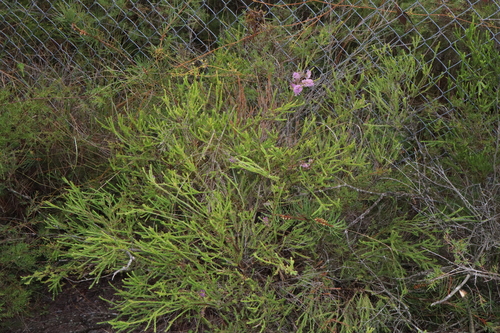 Melaleuca diosmatifolia, photograph 6
