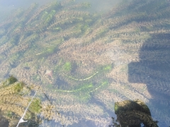 Egeria densa