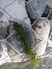 Egeria densa