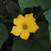 Calabacita Amarilla - Photo (c) Hong, algunos derechos reservados (CC BY-NC), subido por Hong