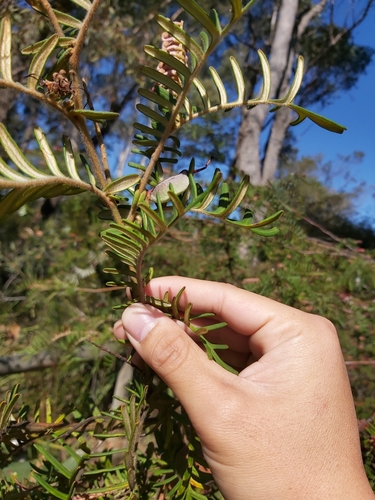 Image of Grevillea caleyi by (c) Tim, some rights reserved (CC BY)