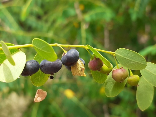 Phyllanthus deplanchei observed 2023-11-24