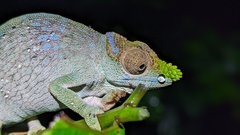 Matschie's Dwarf Chameleon photo 3