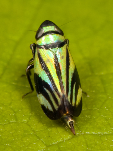 Stirellus bicolor photo 4