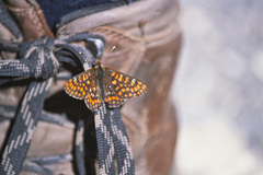 Euphydryas intermedia