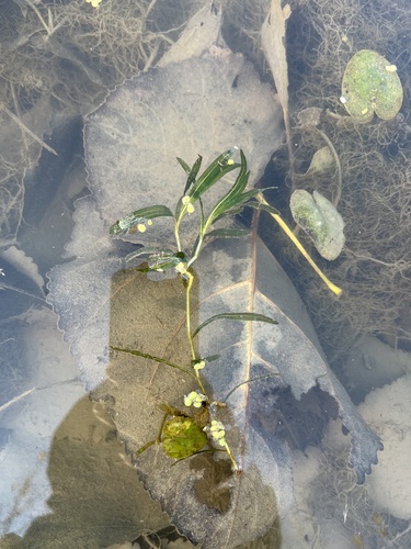 Curly-leaf Pondweed