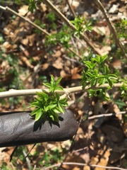 Eleutherococcus sieboldianus