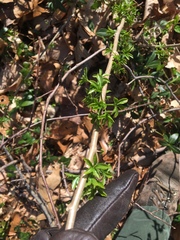 Eleutherococcus sieboldianus