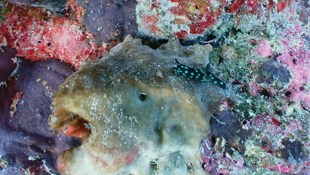 Crested Nembrotha