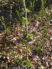 Eleutherococcus sieboldianus