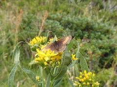 Erebia epiphron