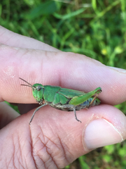 Chimarocephala pacifica