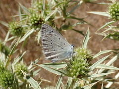 Polyommatus daphnis