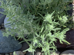 Cryptantha pterocarya