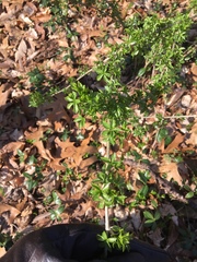 Eleutherococcus sieboldianus