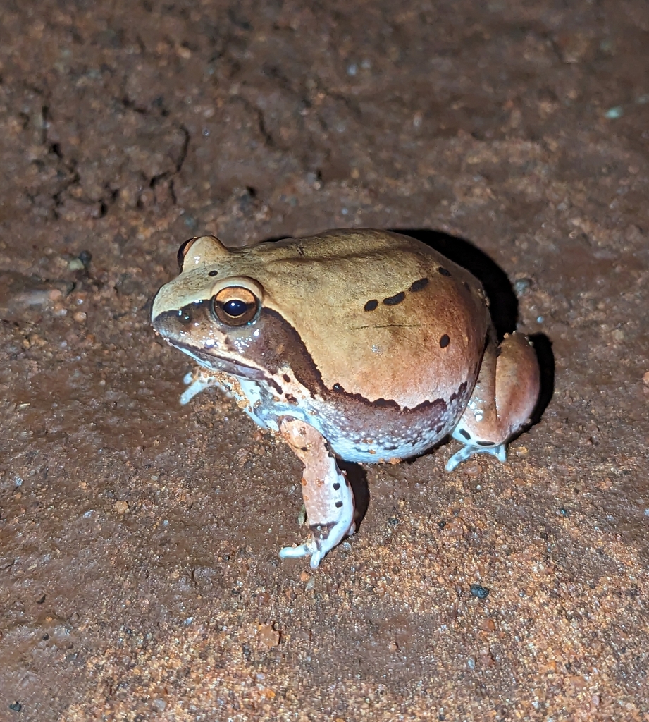 Somali Ornate Frog