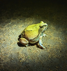 Somali Ornate Frog photo 2